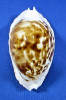 Zoila marginata bataviensis